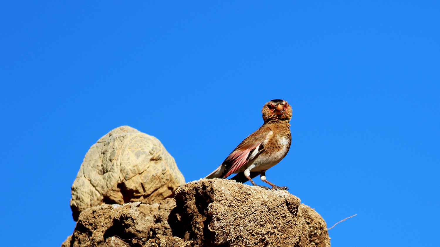 Crimson-winged Finch